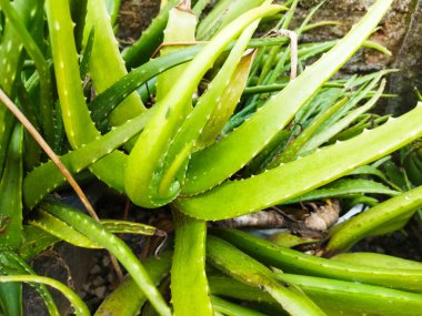 Yeşil yapraklı aloe vera bitkisi.