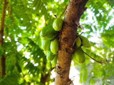 bir ağaç dalında olgunlaşmamış yeşil tarihler.