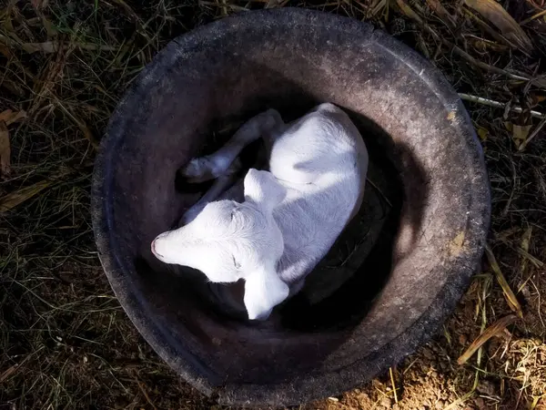 Ormandaki beyaz köpek