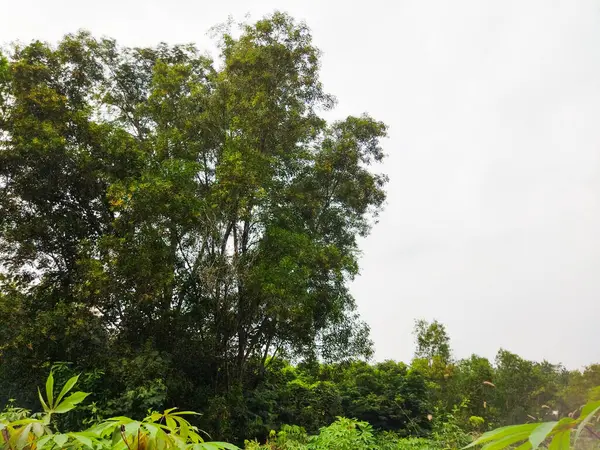 stock image green tree in the forest