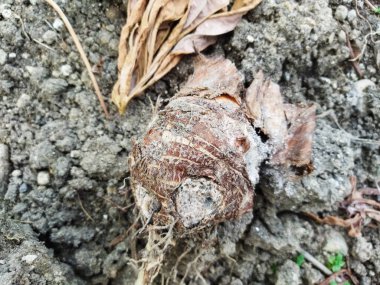 Kuru kahverengi ölü kökleri kapat