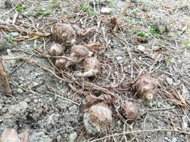 Yerdeki taze patatesler