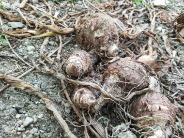 Bahçedeki taze kök köklerini kapat