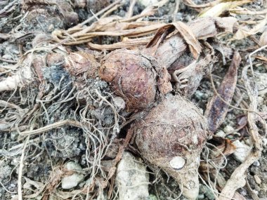 Ormandaki güzel bir bitkinin yakın plan çekimi.