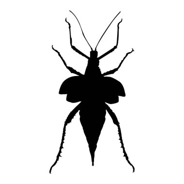 Siyah karıncanın silueti