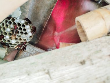 wasp house located among bamboo clipart