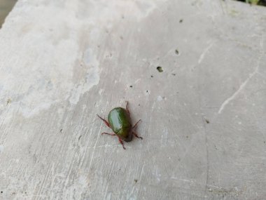 Böcek böceklerinin bir çok çeşidi vardır ve bunlardan biri Endonezya 'dadır.