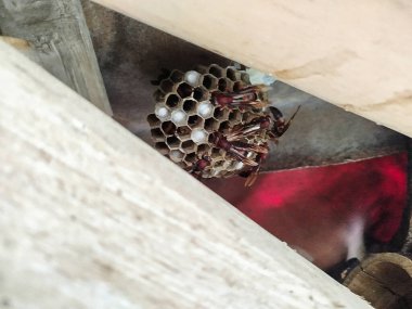 wasp house located among bamboo clipart