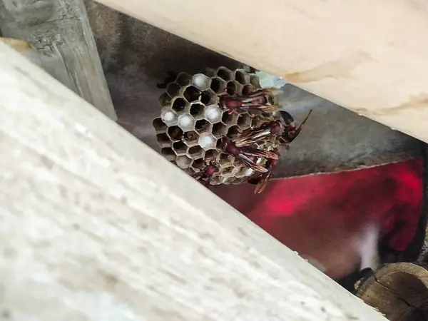 Eşek arısı evi bambuların arasında