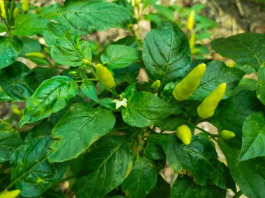 Cayenne biberinin çok baharatlı bir tadı vardır