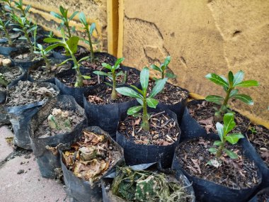 Poşetlere Adenyum obesum yerleştiriliyor