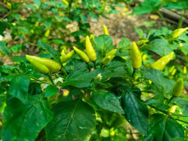 Cayenne biberinin çok baharatlı bir tadı vardır