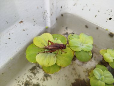 crickets on top of Pistia Stratiotes plants clipart