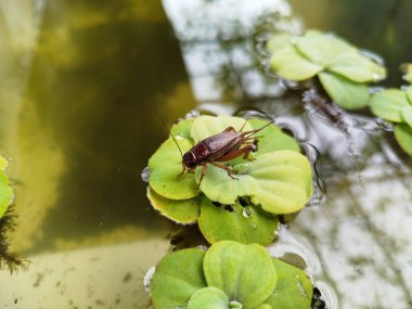 crickets on top of Pistia Stratiotes plants clipart