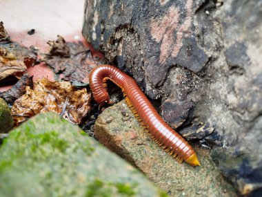 Kırkayak yağmur mevsiminde üreyen bir hayvandır.