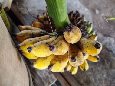 Sapında olgun bir muz var.