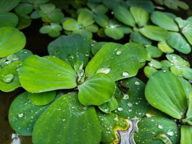 Pistia Stratiotes is a floating plant that is very easy to reproduce clipart