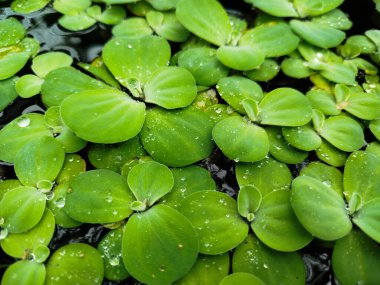 Pistia Stratiotes yüzen bir bitkidir ve üretimi çok kolaydır.