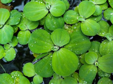 Pistia Stratiotes yüzen bir bitkidir ve üretimi çok kolaydır.