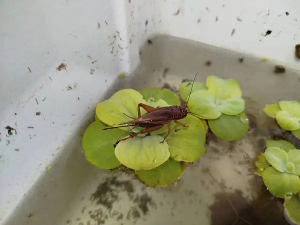Pistia Stratiotes bitkilerinin tepesinde cırcır böcekleri