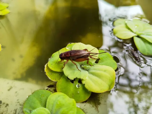 Pistia Stratiotes bitkilerinin tepesinde cırcır böcekleri