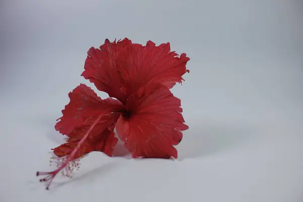 Hibiscus Rosa Sinensis 'in izole edilmiş fotoğrafı parlak kırmızı ve çok güzeldir.