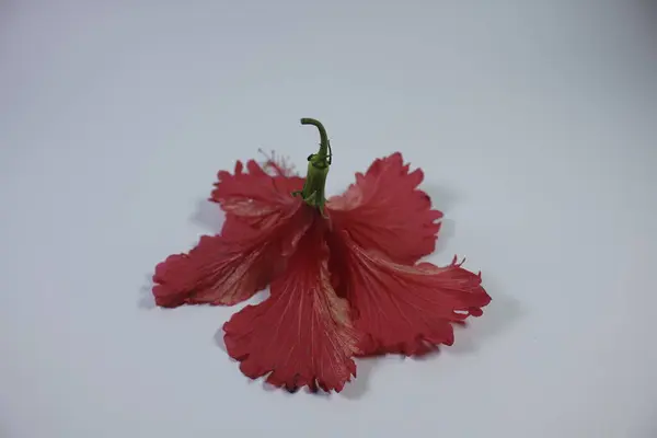 Hibiscus Rosa Sinensis 'in izole edilmiş fotoğrafı parlak kırmızı ve çok güzeldir.