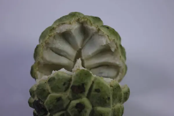 Srikaya meyvesinin izole edilmiş fotoğrafı. Tatlı bir tadı var ve bir sürü tohum var.