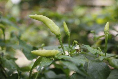 Cayenne biberinin çok baharatlı bir tadı vardır