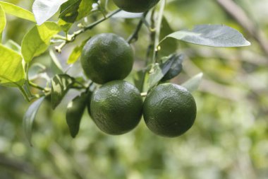 Portakallar, vücudun metabolizmasına iyi gelen bol miktarda C vitamini içerir.