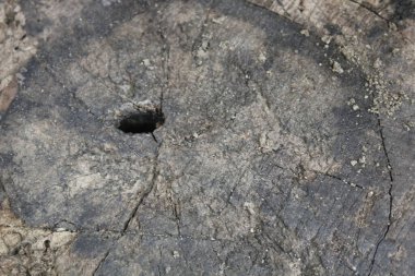 Bir kesik günlüğünün soyut fotoğrafı