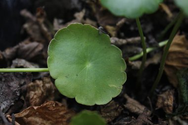 Pegangan havası ya da Hydrocotyle vulgaris balık havuzlarını süslemek için kullanılan bitkilerden biridir.