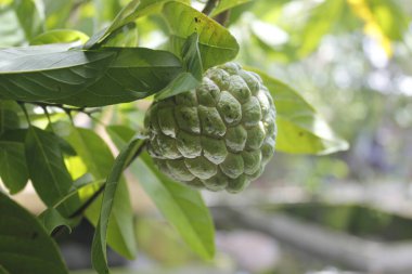 Srikaya meyve yaprakları kolesterolün azaltılması için geleneksel bir ilaç olabilir.
