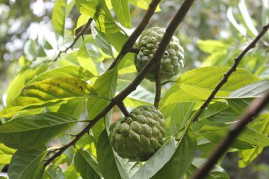 Srikaya meyve yaprakları kolesterolün azaltılması için geleneksel bir ilaç olabilir.