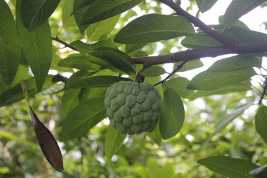 Srikaya meyve yaprakları kolesterolün azaltılması için geleneksel bir ilaç olabilir.