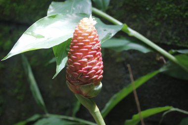 Acı zencefil, zencefil zambağı ya da zingiber zerumbet doğal şampuan olarak kullanılabilir.