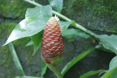 Acı zencefil, zencefil zambağı ya da zingiber zerumbet doğal şampuan olarak kullanılabilir.