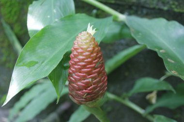 Acı zencefil, zencefil zambağı ya da zingiber zerumbet doğal şampuan olarak kullanılabilir.