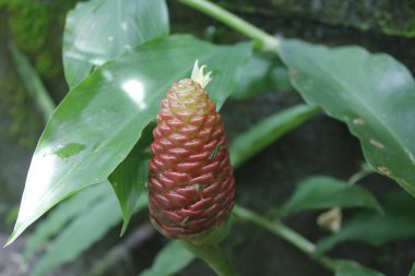 Acı zencefil, zencefil zambağı ya da zingiber zerumbet doğal şampuan olarak kullanılabilir.