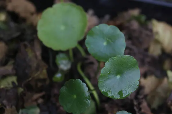 Pegangan havası ya da Hydrocotyle vulgaris balık havuzlarını süslemek için kullanılan bitkilerden biridir.