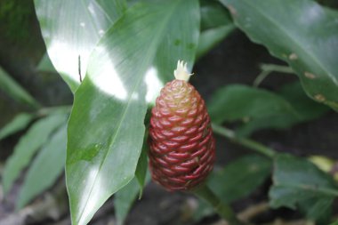 Acı zencefil, zencefil zambağı ya da zingiber zerumbet doğal şampuan olarak kullanılabilir.