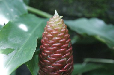 Acı zencefil, zencefil zambağı ya da zingiber zerumbet doğal şampuan olarak kullanılabilir.