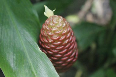Acı zencefil, zencefil zambağı ya da zingiber zerumbet doğal şampuan olarak kullanılabilir.