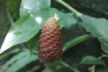 Acı zencefil, zencefil zambağı ya da zingiber zerumbet doğal şampuan olarak kullanılabilir.