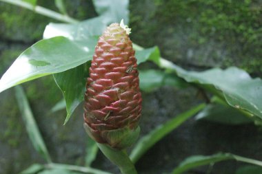 Acı zencefil, zencefil zambağı ya da zingiber zerumbet doğal şampuan olarak kullanılabilir.