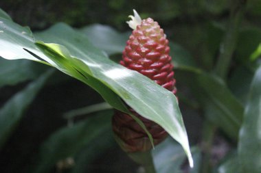 Acı zencefil, zencefil zambağı ya da zingiber zerumbet doğal şampuan olarak kullanılabilir.
