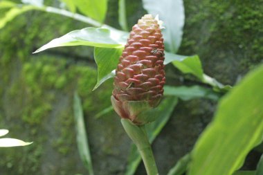 Acı zencefil, zencefil zambağı ya da zingiber zerumbet doğal şampuan olarak kullanılabilir.