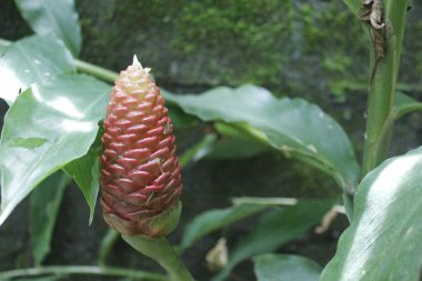 Acı zencefil, zencefil zambağı ya da zingiber zerumbet doğal şampuan olarak kullanılabilir.