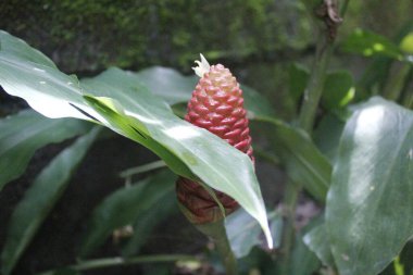Acı zencefil, zencefil zambağı ya da zingiber zerumbet doğal şampuan olarak kullanılabilir.