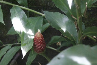 Acı zencefil, zencefil zambağı ya da zingiber zerumbet doğal şampuan olarak kullanılabilir.